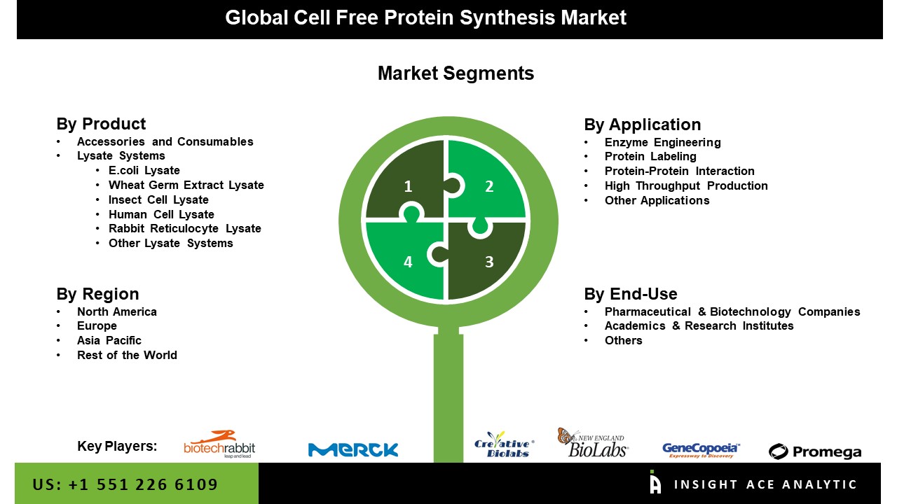 cell free protein synthesis